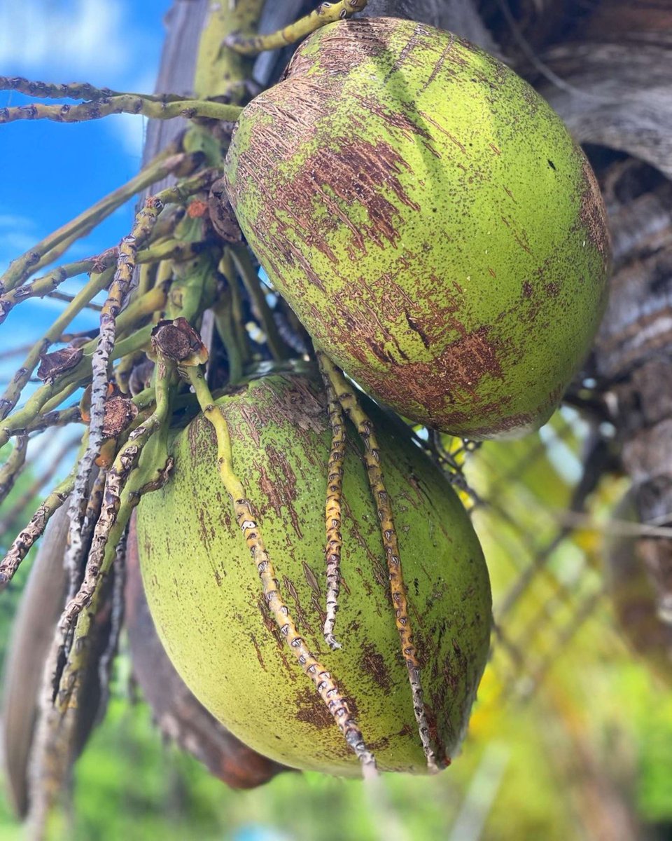 MarquesaHotel's tweet image. Put the lime in the coconut…..
Marquesa.com 

#KeyWest #coconut #MarquesaKW