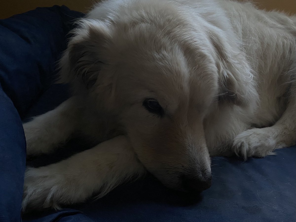 Outlaw, just now. I've spent 57 hours comforting him, cleaning up, dealing with work, sleeping some. The lighting for this photo, I think, captures this moment in our years together. #dogsoftwitter #dogs <a href="/dogcelebration/">CelebrationOfDogs</a> <a href="/dogandpuplovers/">We love dogs. 🐕🐶😍</a> <a href="/ok32650586/">For the Love of Dogs❤️🐶❤️🌹</a>