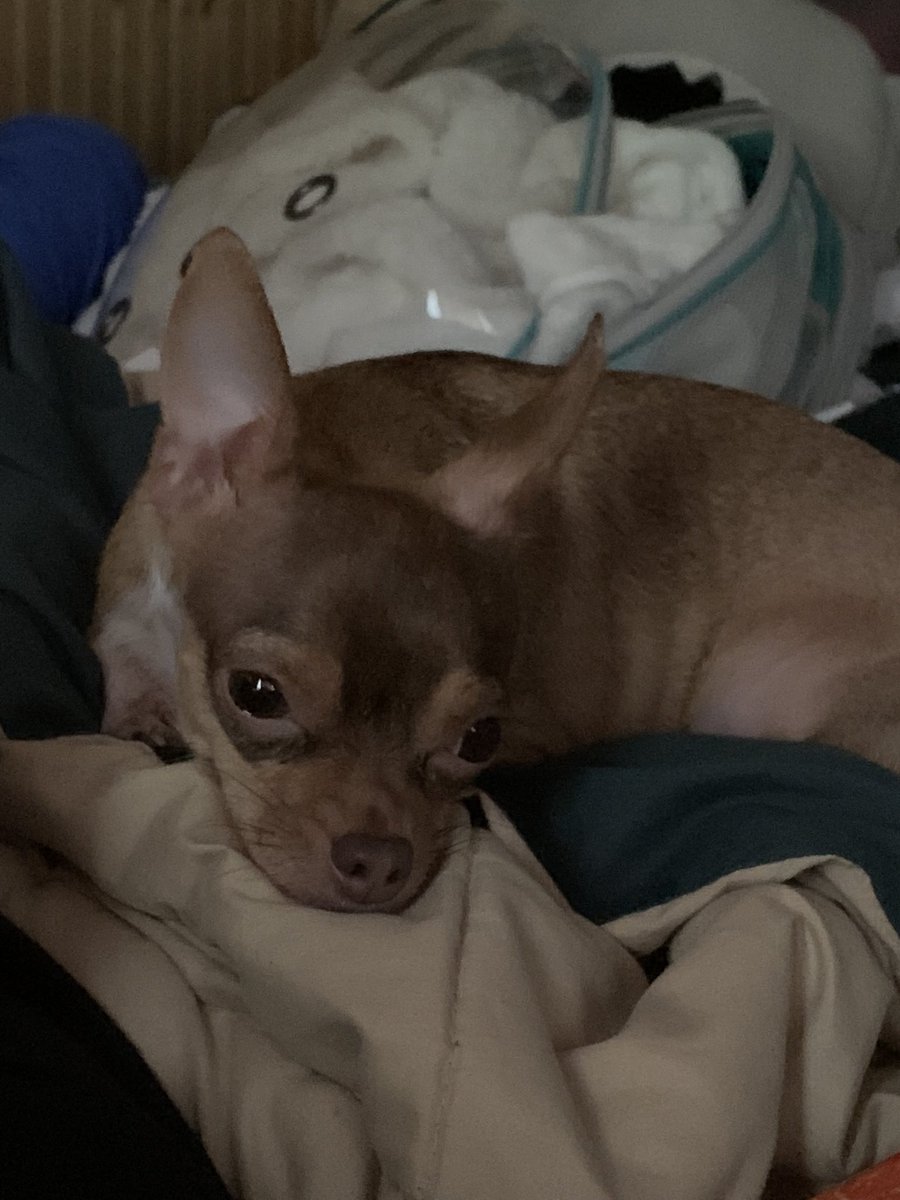 SmolRage's tweet photo. //HAHAHAHA When it rains it pours. I’m awake finally, to find out we gotta take my dog to the vet tomorrow because her Asthma is really bad. Like. SUPER bad. She passed out today.// https://t.co/fbMhnxkbjn