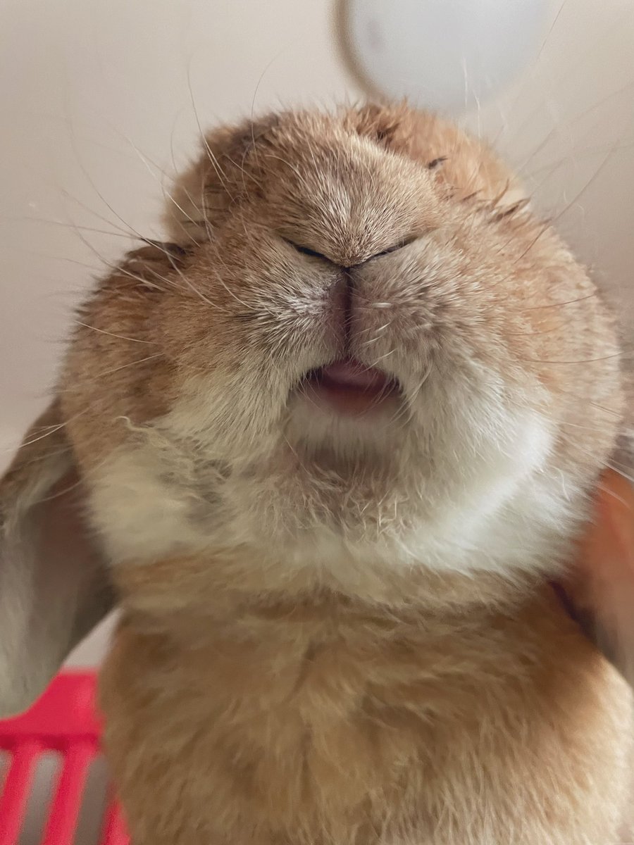 やるのん ゴン とミラ おはよーございます お口がそう言っている 笑顔やね カワイイお口 やるのん ゴン とミラ おはよーございます お口がそう言っている 笑顔やね カワイイお口