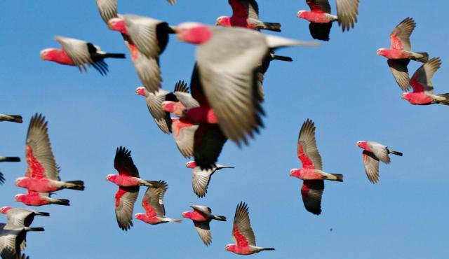 enviro_policy's tweet image. We recently surpassed 500 followers! 🥳
Can you help us get to 600, 700, or maybe even 1000?!

Please retweet this so we can reach more people 🙏

Connecting people and sharing policy opportunities for the environment and conservation across Australia.