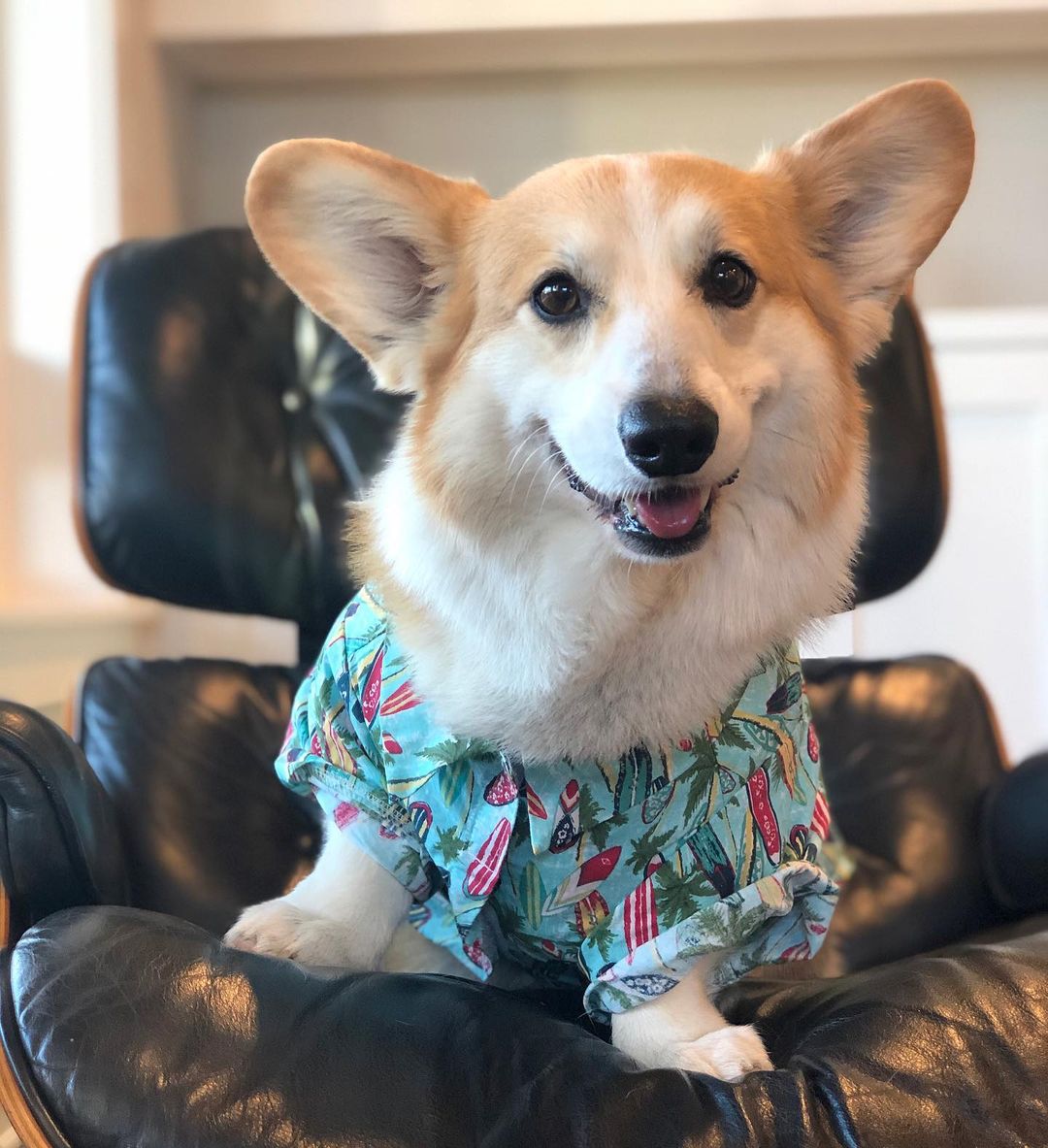 CommunityCorgi's tweet image. Who love this?🥺
Follow us👉 for more content! 😻🥰
 
❤️Double tap⁣❤️
_
_
#CorgiCrew #Corgi #corgiofTwitter
