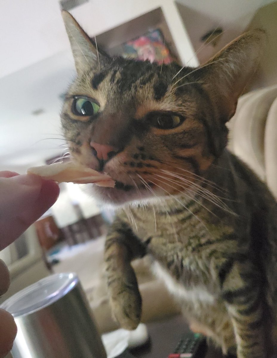 RickyKitty2's tweet photo. Feed Me ! #iamricky #CatsOfTwitter https://t.co/3zcHYMXexH
