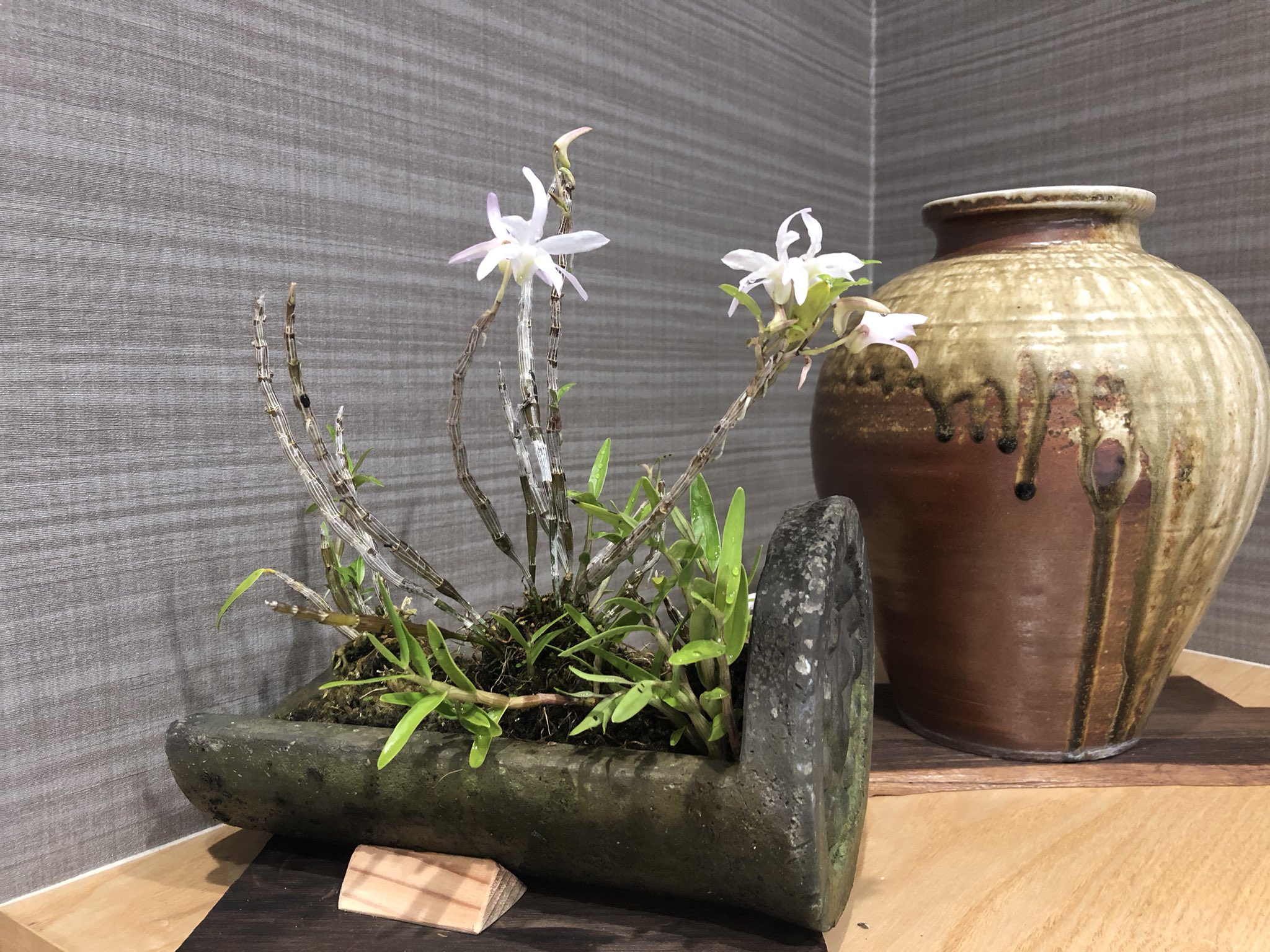 تويتر 静岡陶芸美術館 على تويتر おはようございます 今日は湿度が高い ジメジメ暑く感じます 美術館入り口 風防室に石斛 セッコク が飾られています 日本原産の着生植物だそうです 花言葉は 私を元気づける 豊かな笑顔 今の世の中にピッタリですね تويتر 静岡陶芸美術館 على تويتر おはようございます 今日は湿度が高い ジメジメ暑く感じます 美術館入り口 風防室に石斛 セッコク が飾られています 日本原産の着生植物だそうです 花言葉は 私を元気づける 豊かな笑顔 今の世の中にピッタリですね