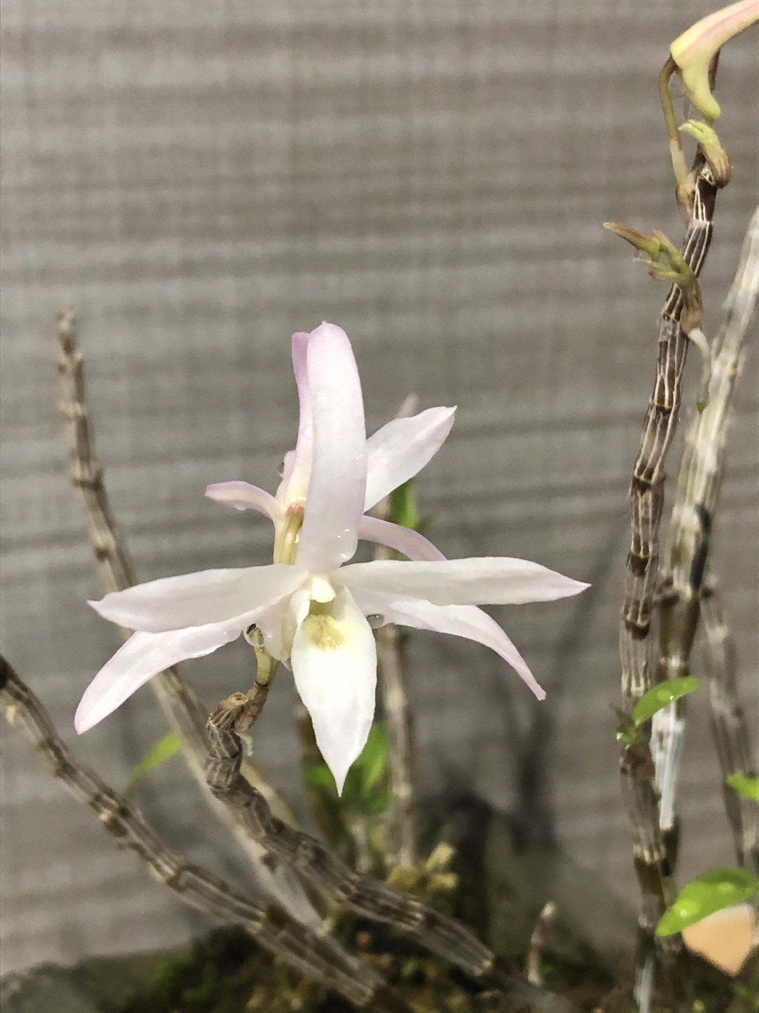 تويتر 静岡陶芸美術館 على تويتر おはようございます 今日は湿度が高い ジメジメ暑く感じます 美術館入り口 風防室に石斛 セッコク が飾られています 日本原産の着生植物だそうです 花言葉は 私を元気づける 豊かな笑顔 今の世の中にピッタリですね