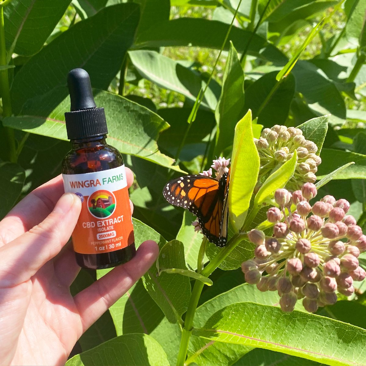 🦋 All-natural CBD tinctures by Wingra Farms #WingraFarms #CBD #healthandwellness #WorkWithWingra