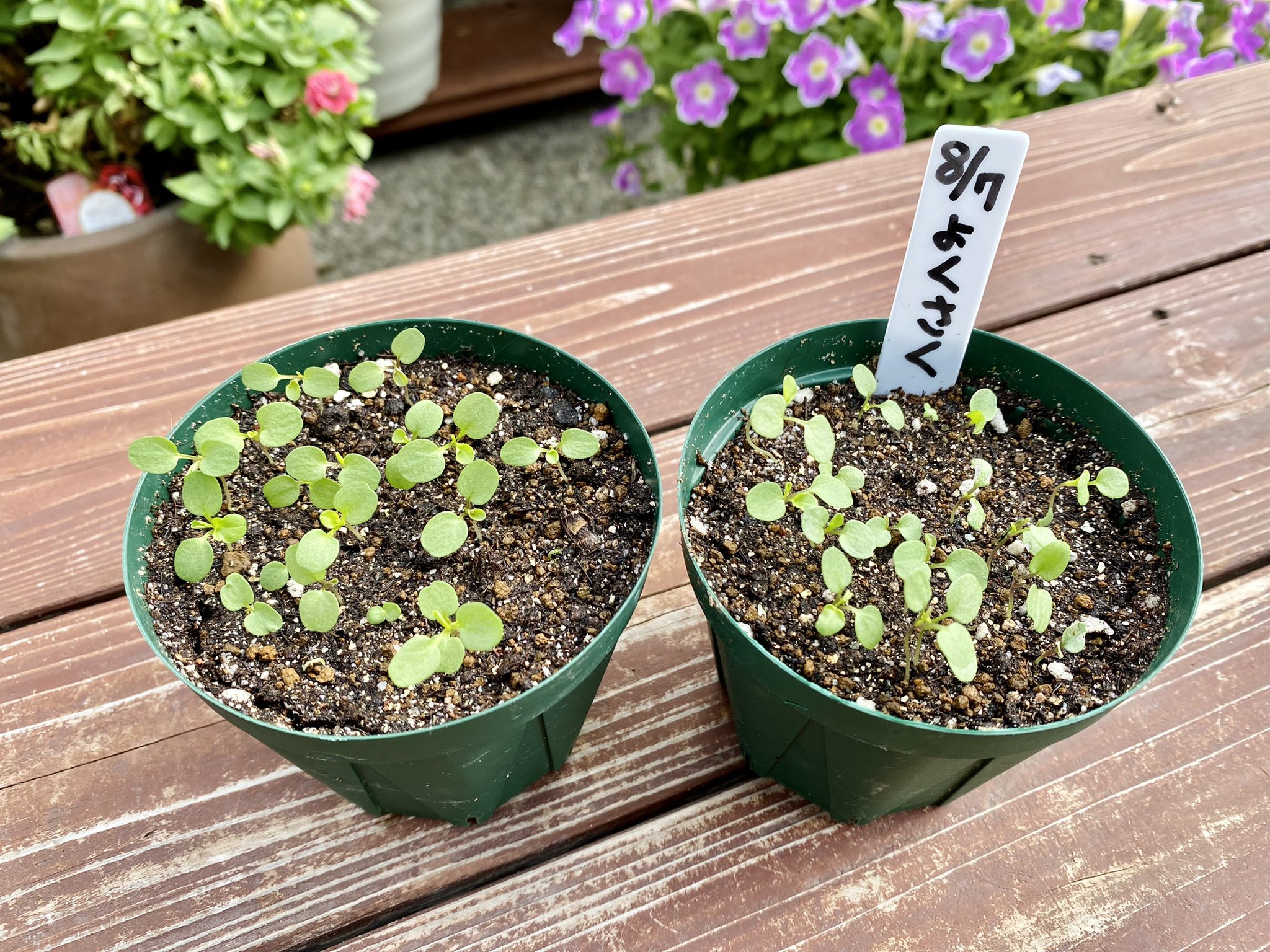 趣味の園芸やっちゃんねる Al Twitter パンジー ビオラ 種まき 18日前に種まきした よく咲くスミレ 今年も種まき動画出しますけど アワビ漁の都合でもう少し遅くなりそうです Youtubeで 種まき やっちゃん などで検索すると去年の動画が出てくると思い