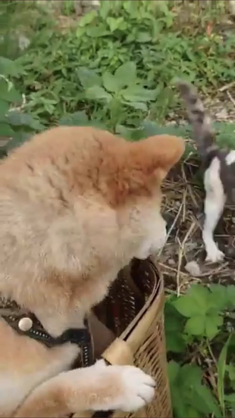 @sabuchan105 わんこがびびった瞬間、猫もしっぽと脚でびびってるのわかるw 