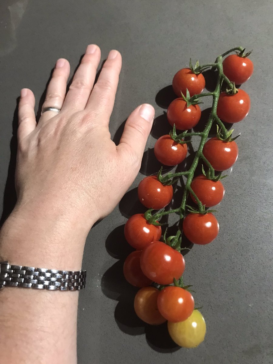 Glad somebody is enjoying all this heat and humidity!!! #megacherries