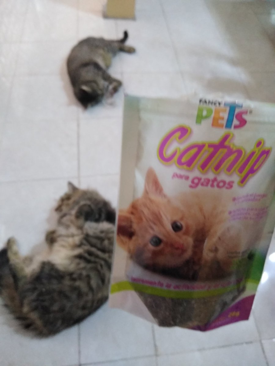 taller2006's tweet image. Les compré a mis gatos una plantita para ver si se calman sus ansias y creo que #Tlaloque y #Xipi se están dando un pasón...