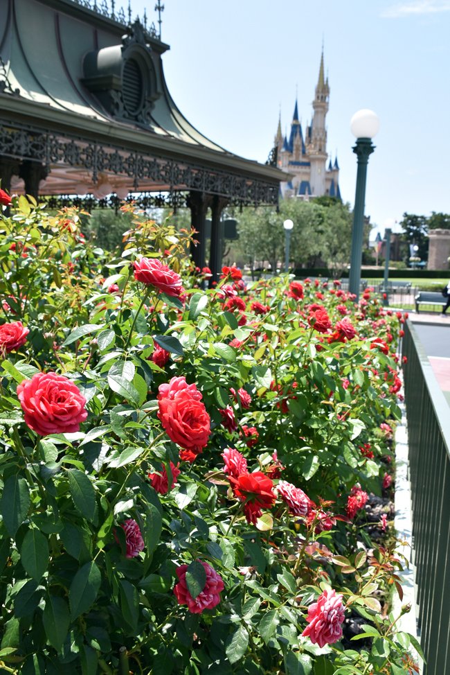 花と緑のtdr Bot Flowertdr Bot Twitter