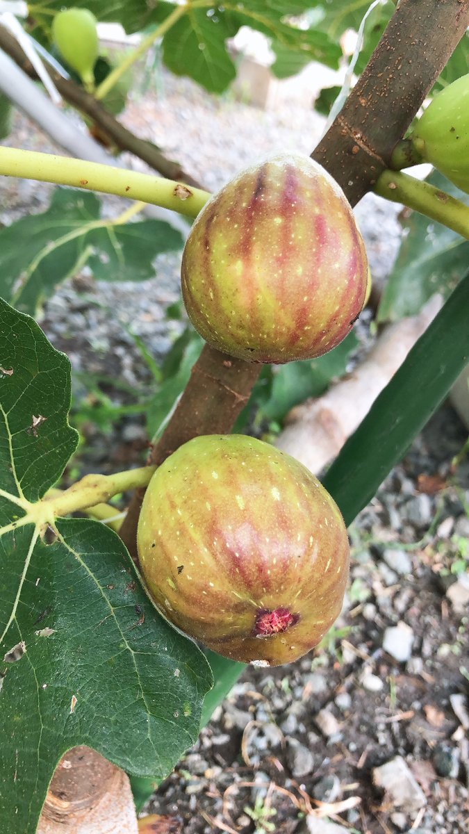 光過敏症 Twitter Search Twitter