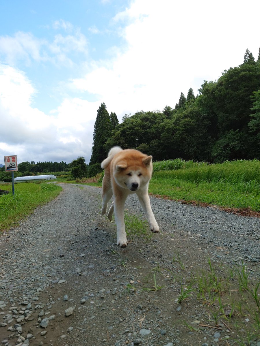 Ufoが秋田犬を連れ去り 大自然の中でのびのび過ごす兄妹の暮らしぶりを飼い主さんに聞いた ブリーダーナビ