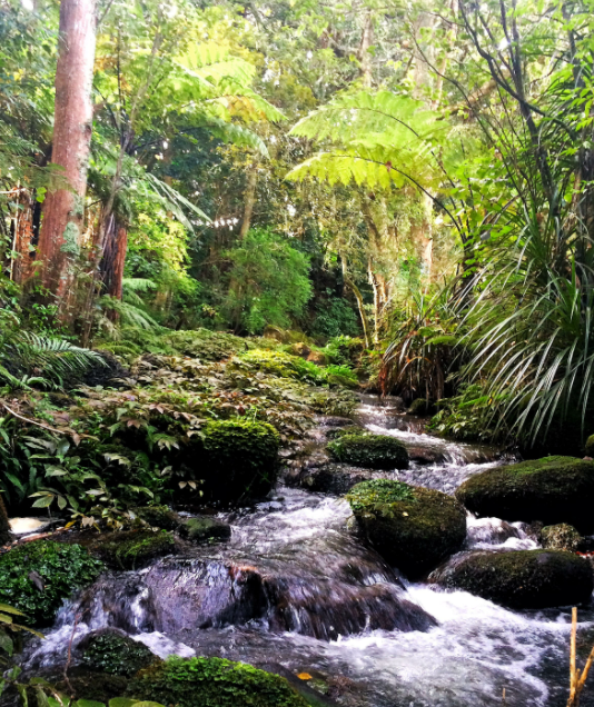 Rivers Group - Manatiaki Kōawa tweet media