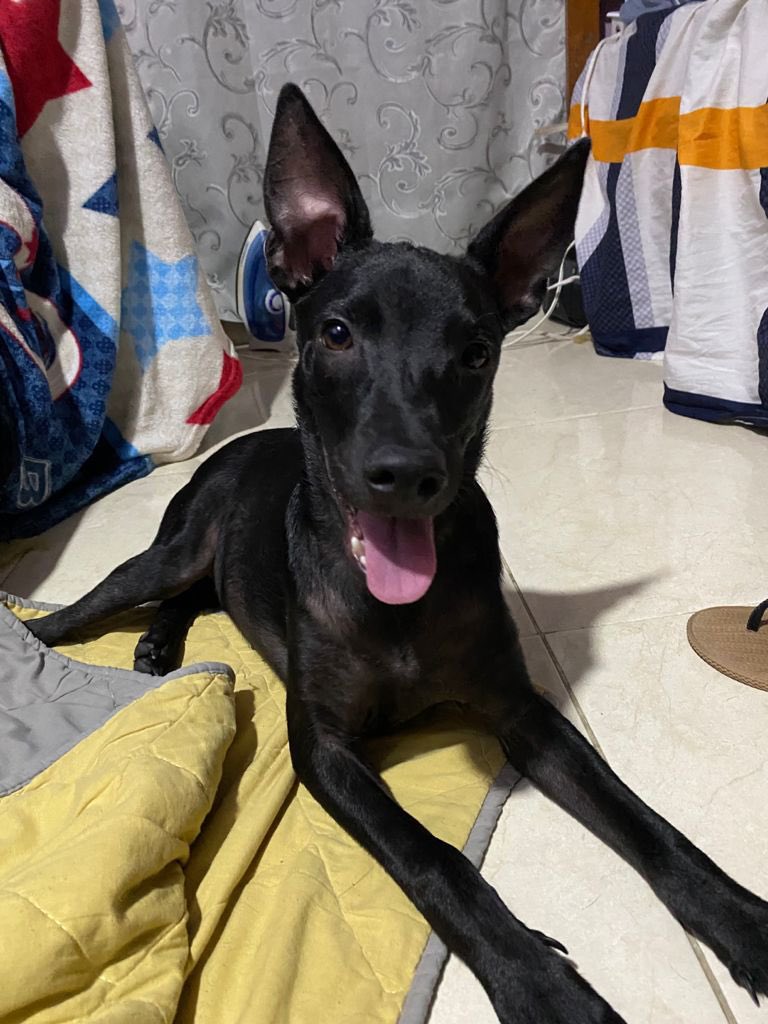 lithiumsodium_'s tweet photo. Oigan bueno de vd necesito que todos RT a ver si le conseguimos hogar, se le estima tamaño mediano-grande, es súper amoroso y juguetón. El fue rescatado como en las primera foto y ya está súper lindo, se merece un buen hogar 🥺🙏🏼 mas info al 3022325123 https://t.co/QGeyArpAWi