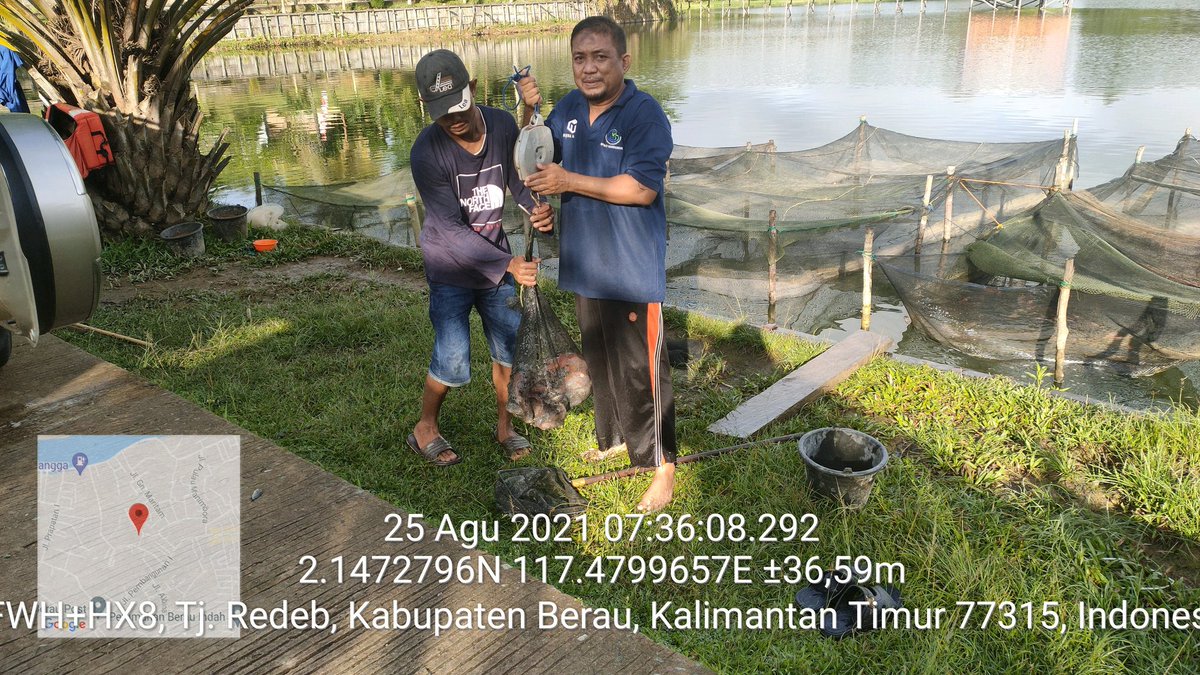 SjaifoedinSjoe2's tweet photo. Bismillah
Rabu (25/8), Sjaifoedin Sjoekri, Luhkan Berau, di Pokdakan Ponpes Hidayatullah, mendampingi panen ikan Nila, di Jaring tancap, sebanyak 135 kg, luas 8 m2, ukuran 200-250 gr, harga Rp 50.000/kg.
#GiatLuhkanSatminkalTegal 
#berau
#Panen https://t.co/ZMFUy4jIHx