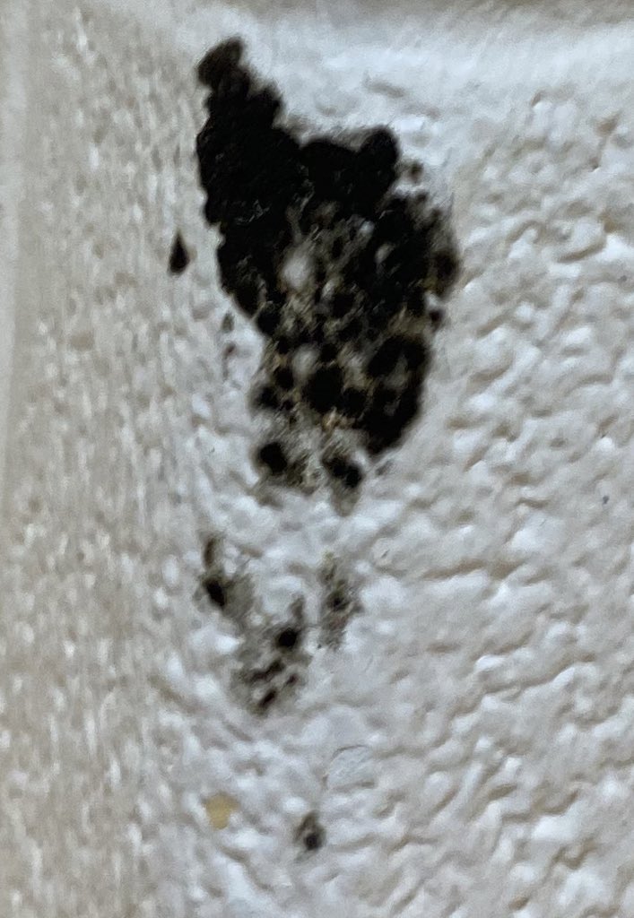 tlbrown1221's tweet photo. Day 3 back at @dcpublicschools ! Let’s see - black mold, mice poop, dirty classrooms, broken windows, oh my!  Can’t wait to see what day 4 has in store! @DCPSChancellor please help! We are not OK! https://t.co/A4nZnPpXws