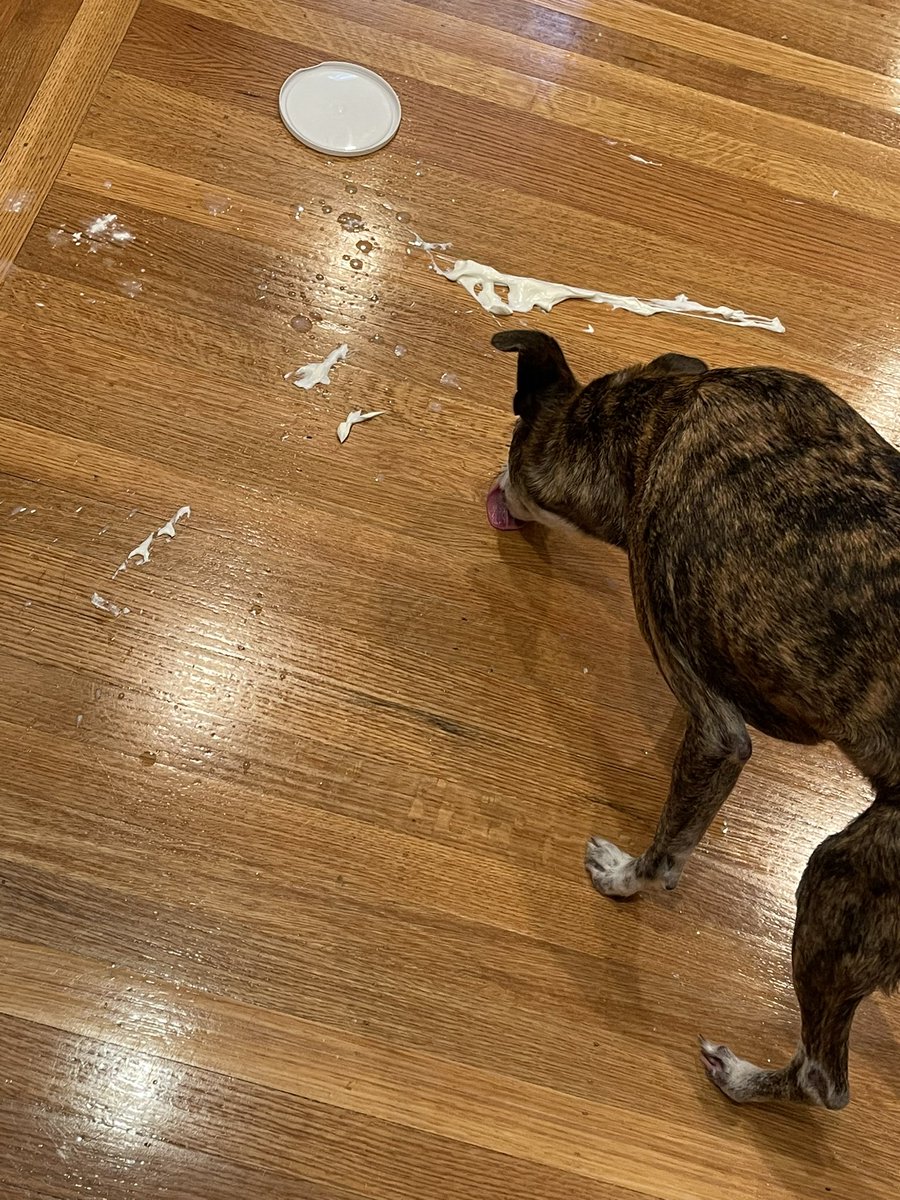For those of you without dogs, how do you clean up messes?