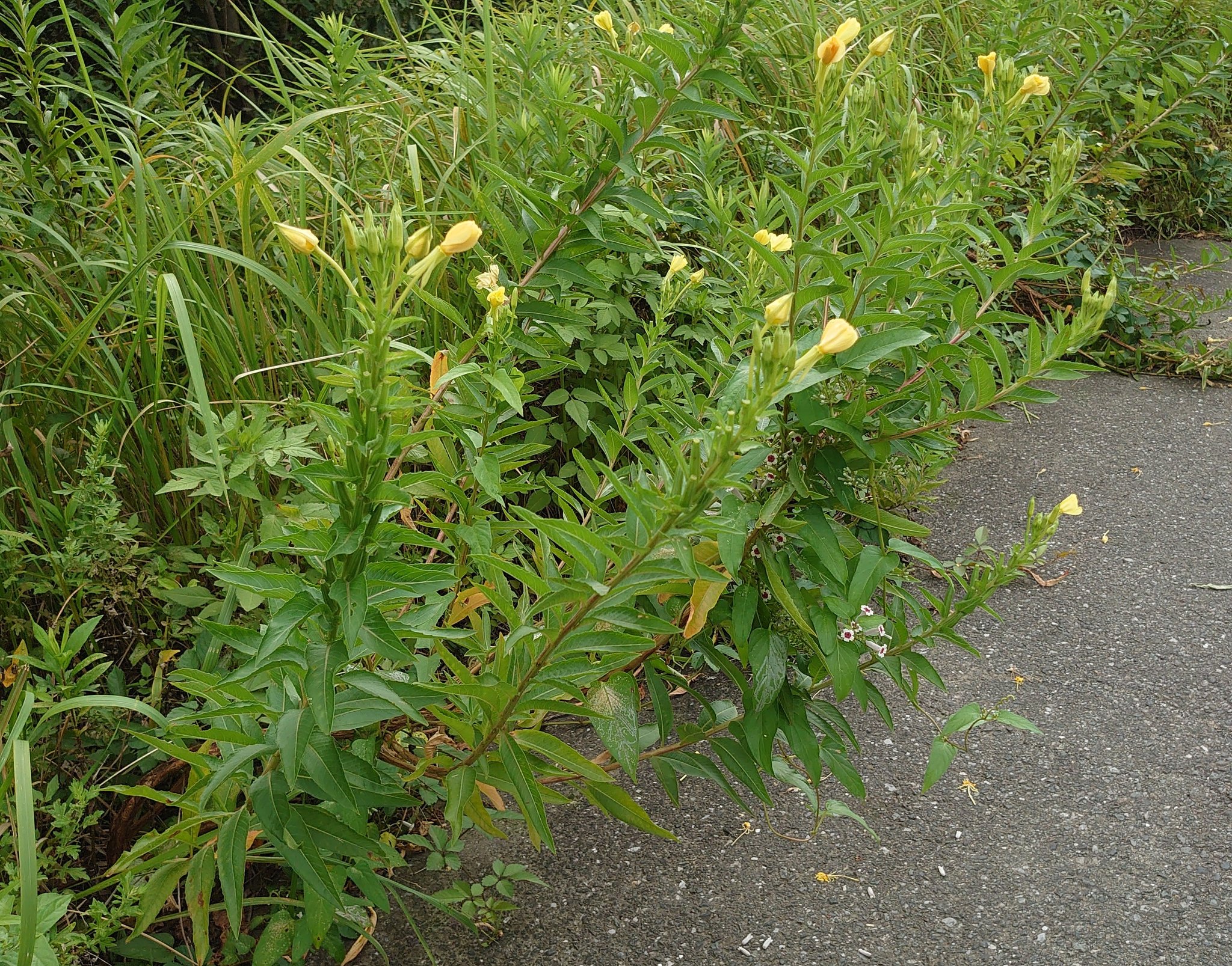 佐野 今日の一日一草 アカバナ科メマツヨイグサ 荒川沿いで撮影 待宵草の名の通り花は夕方に咲き始め朝にはしぼむ 普通の マツヨイグサもよく似ているが花が萎むと赤っぽくなるらしい 月見草油の名で売られている高級オイルの原料がこのメマツヨイグサ 花