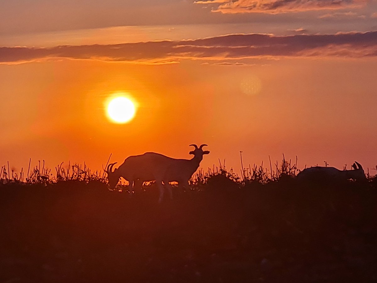 Sunset on Inishmore #happygoats #islandlife #WAW