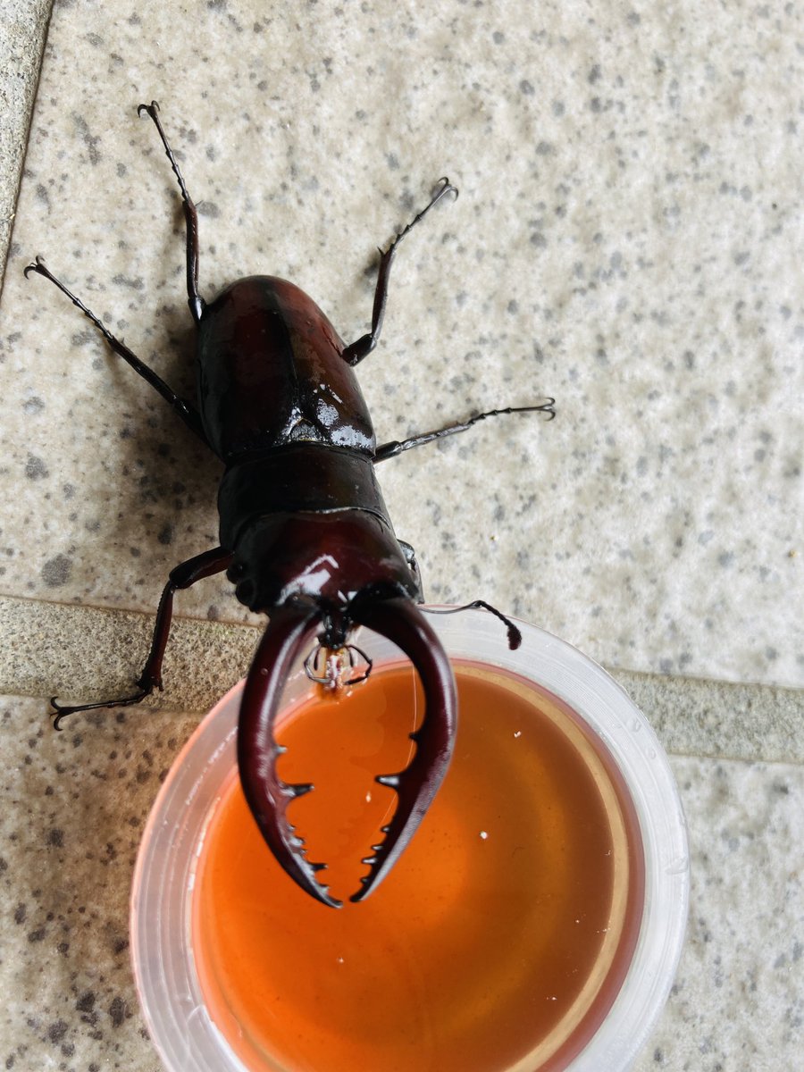 堀田カツノブ Nasu Guitar Twitter