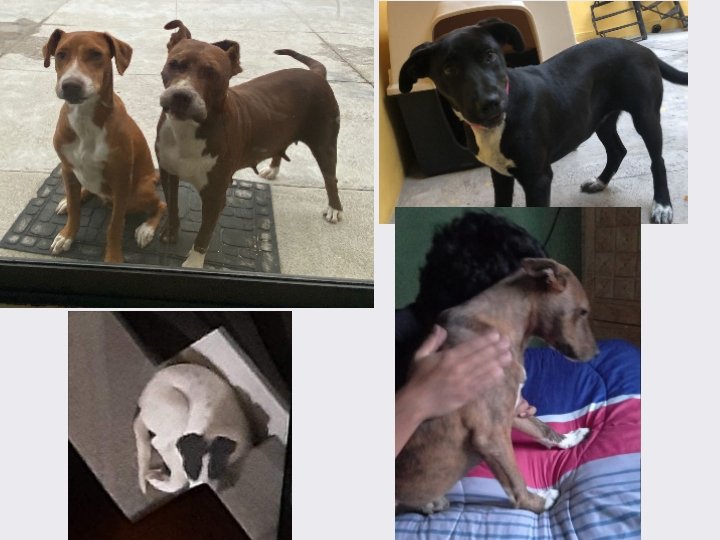cuentaconmigo01's tweet photo. El antes y el ahora de nuestra querida #Whanda y sus bebés.
GRACIAS POR ADOPTAR CON RESPONSABILIDAD.
🏠💜🐾
#ContamosContigo
#CuentaConmigo https://t.co/6viu5NeTHP