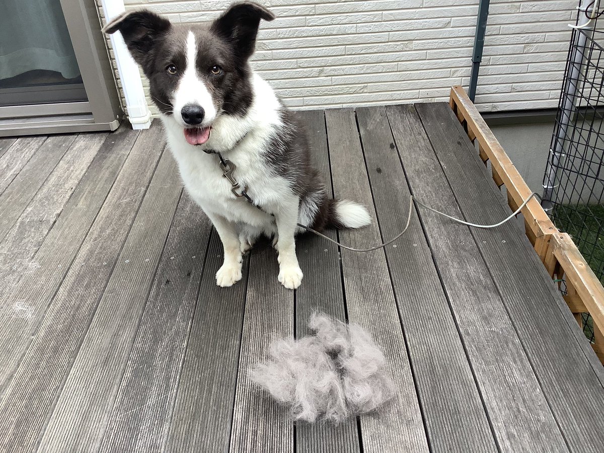 犬の毛 Twitter Search