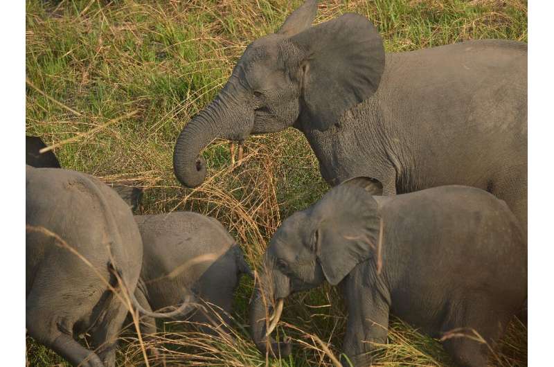 Congolese officials made a decision to 'tax' rather than outlaw acts of poaching. The conservation world is now imploring them to overturn this heinous decision as it puts the animals in far greater harms way. #banpoaching

Read it HERE ow.ly/8heG50FXx4v