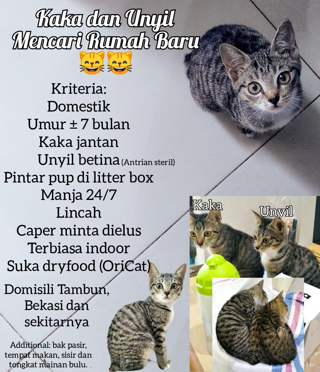 ZOO_FESS's tweet photo. Hai, aku Unyil dan Kaka sdg mencari rumah baru utk ditempati. Aku lahir dan besar di pabrik. Namun krn semakin lincah, aku akan dibuang ke pasar krn dianggap mengganggu. Aku dan kakakku membutuhkan rumah baru. Jika ada yang bersedia bisa hub @pisang_molan. Zoo https://t.co/rp8bTKJriS