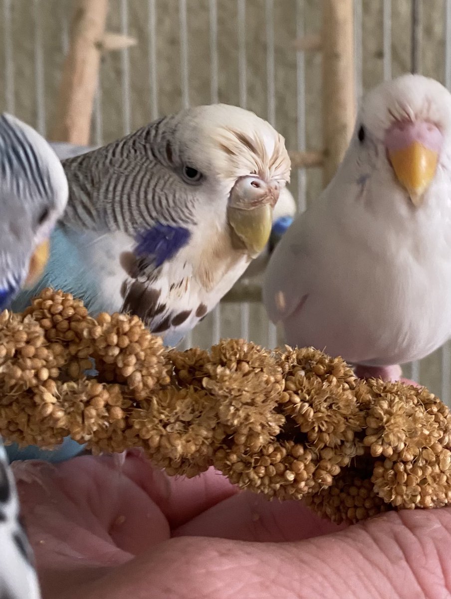 BirdFeed9's tweet photo. The hardest part of keeping birds is saying goodbye. Cinnamon started out as a shy bird. She would do anything she could to have a treat without touching me! Eventually she warmed up to me and would perch on my hand. She holds a special place in my heart. Rest In Peace my angel. https://t.co/f8OXKmZSIT