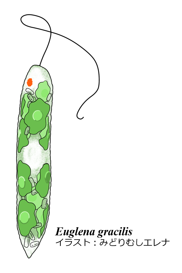 みどりむしエレナ 知性をもったミドリムシvtuber Midori Elena توییتر