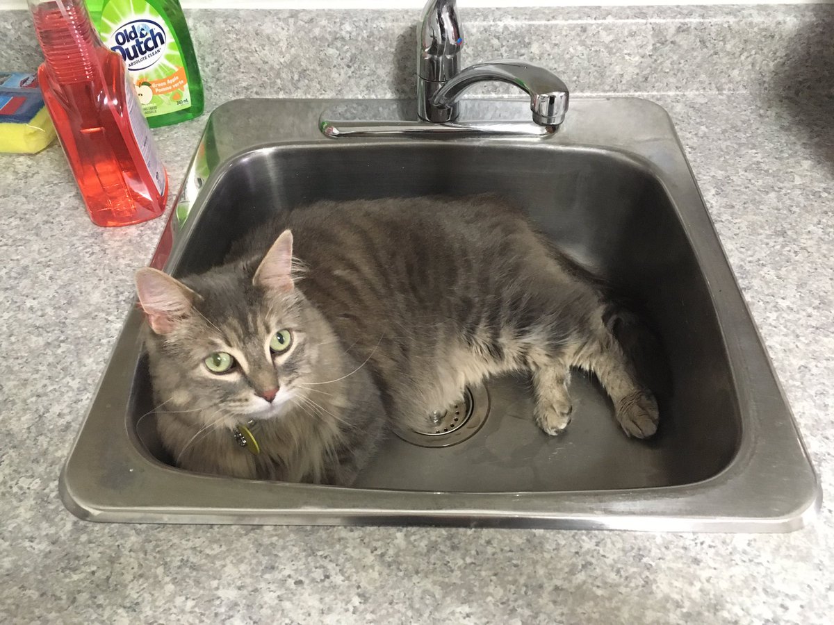 The cats aren't terribly happy with us, but <a href="/BasilioRomano/">Dr. William Pidzamecky</a> and I have relocated to Ottawa! Looking forward to this new chapter in our life. Violet approves of the sink