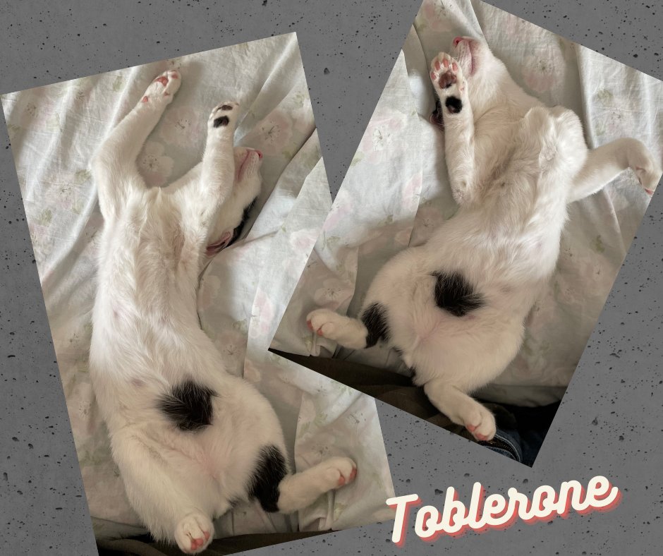 Some days we just don't get our foster kittens but together correctly.  Toblerone is interviewing potential staff hoping for a better outcome
yolospca.org/adopt/view-ado…
#adoptdontshop #kittensofinstgram #catsofınstagram