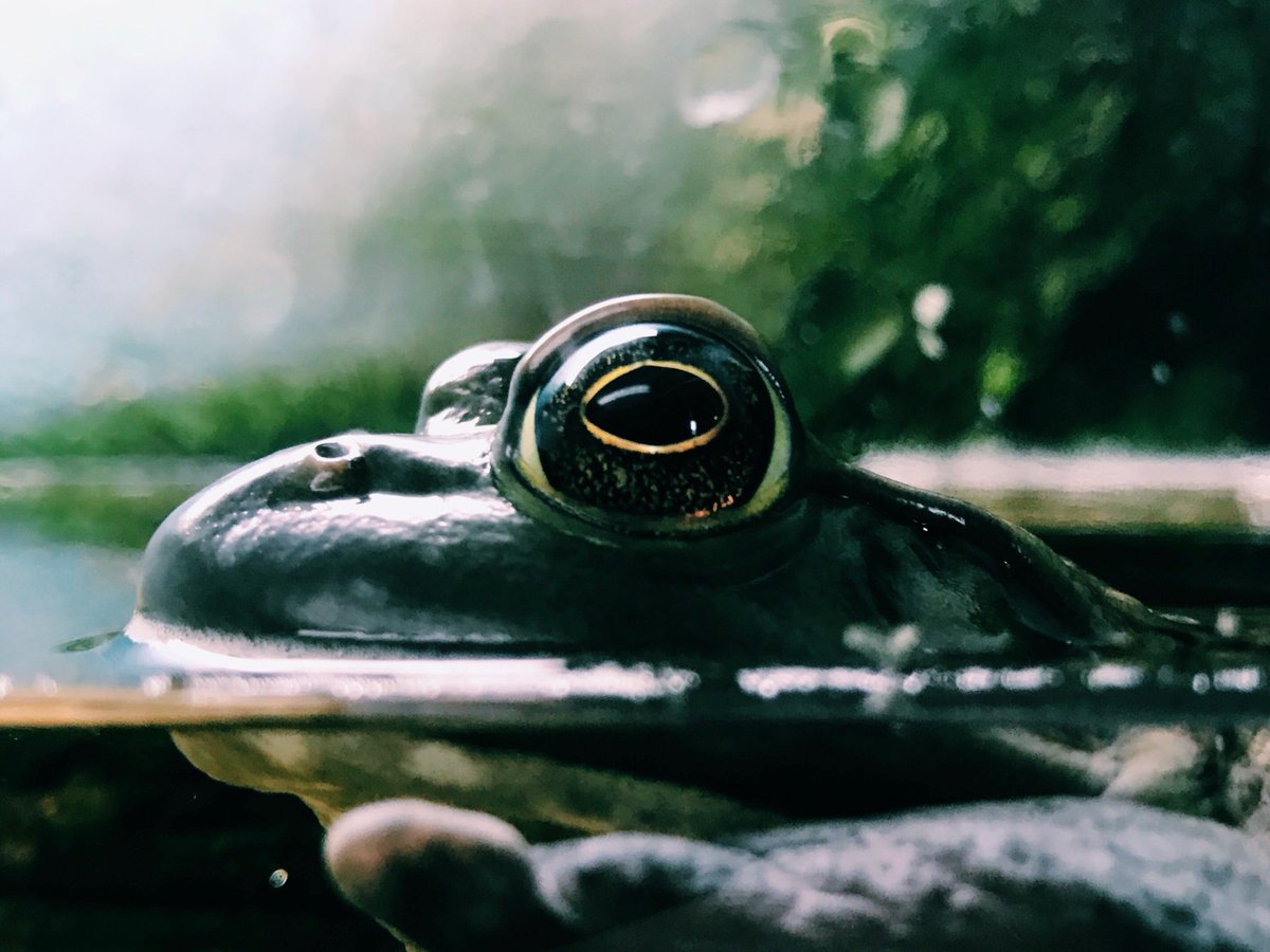 New research describes the first externally fertilising salamander produced with cryopreserved spermatozoa and IVF! 

Read about it in our online early section: doi.org/10.1071/RD21035