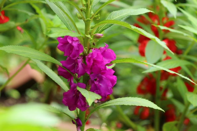 天使とらぞう Amatsuka Torazou 新しい朝が来た 本日８月27日生まれのあなた様 おめでとうございます あなたの誕生花は ホウセンカ 花言葉は 私に触れないで 短気 誕生色は スカイブルー で色言葉は 深慮遠謀 ファッション