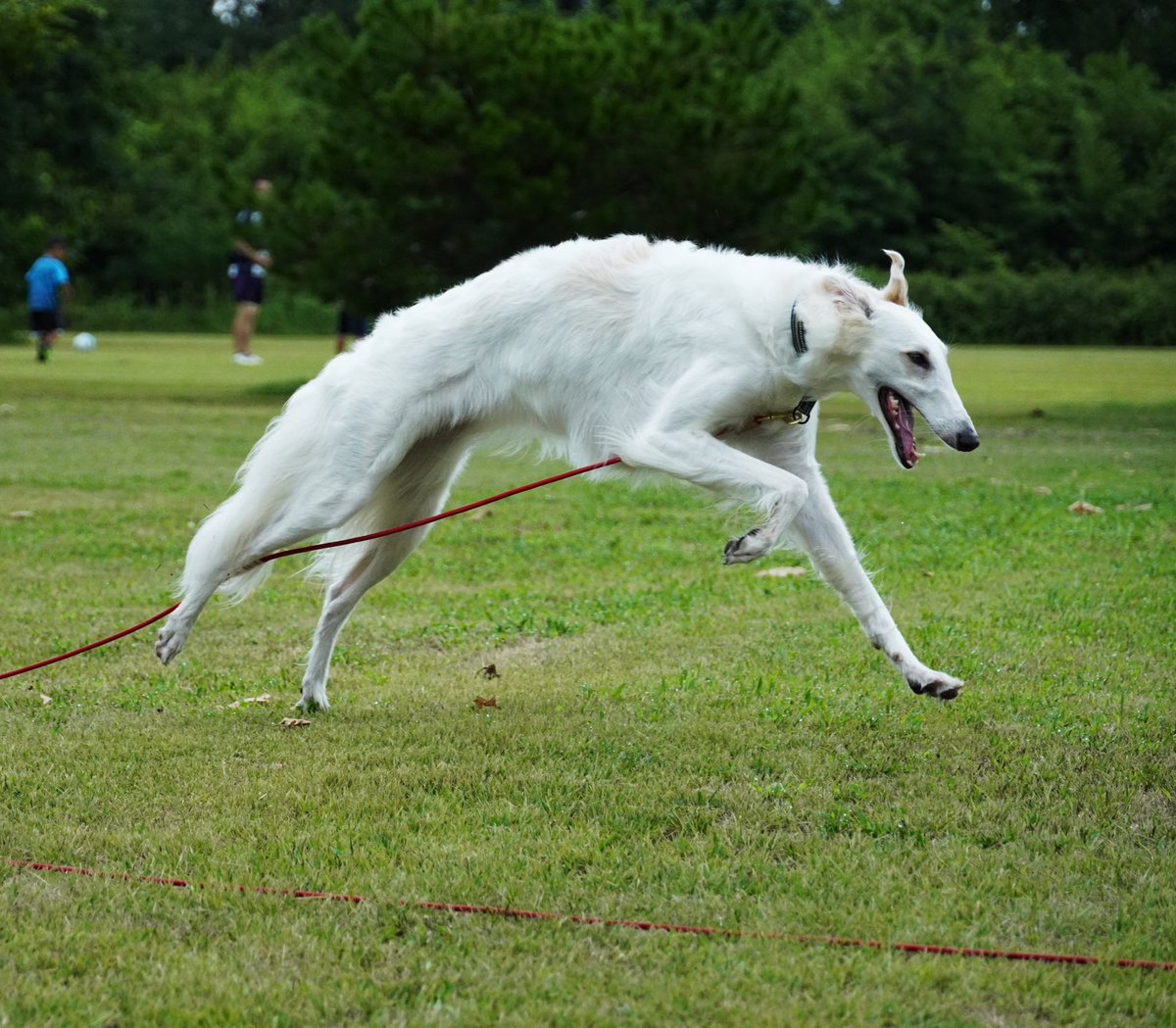 Top Tweets For ボルゾイ Instalker