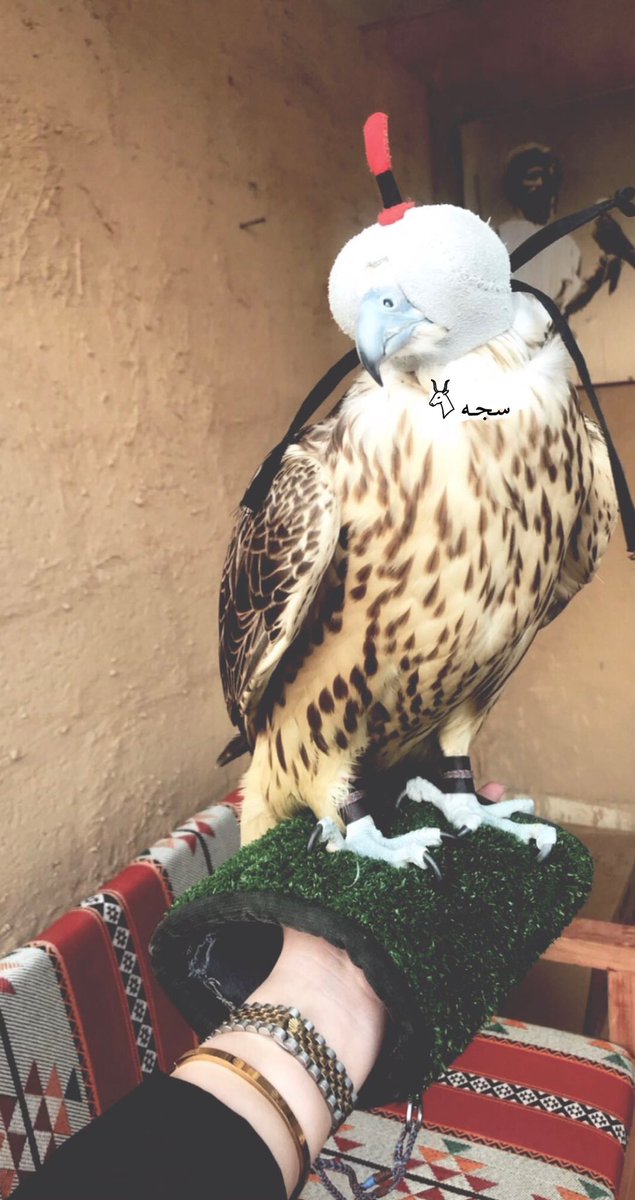 مثلك انا مغرور ياطير شيهان
يصعب طيور الرخم تاقف قبالي .

#تصويري.

ㅤ