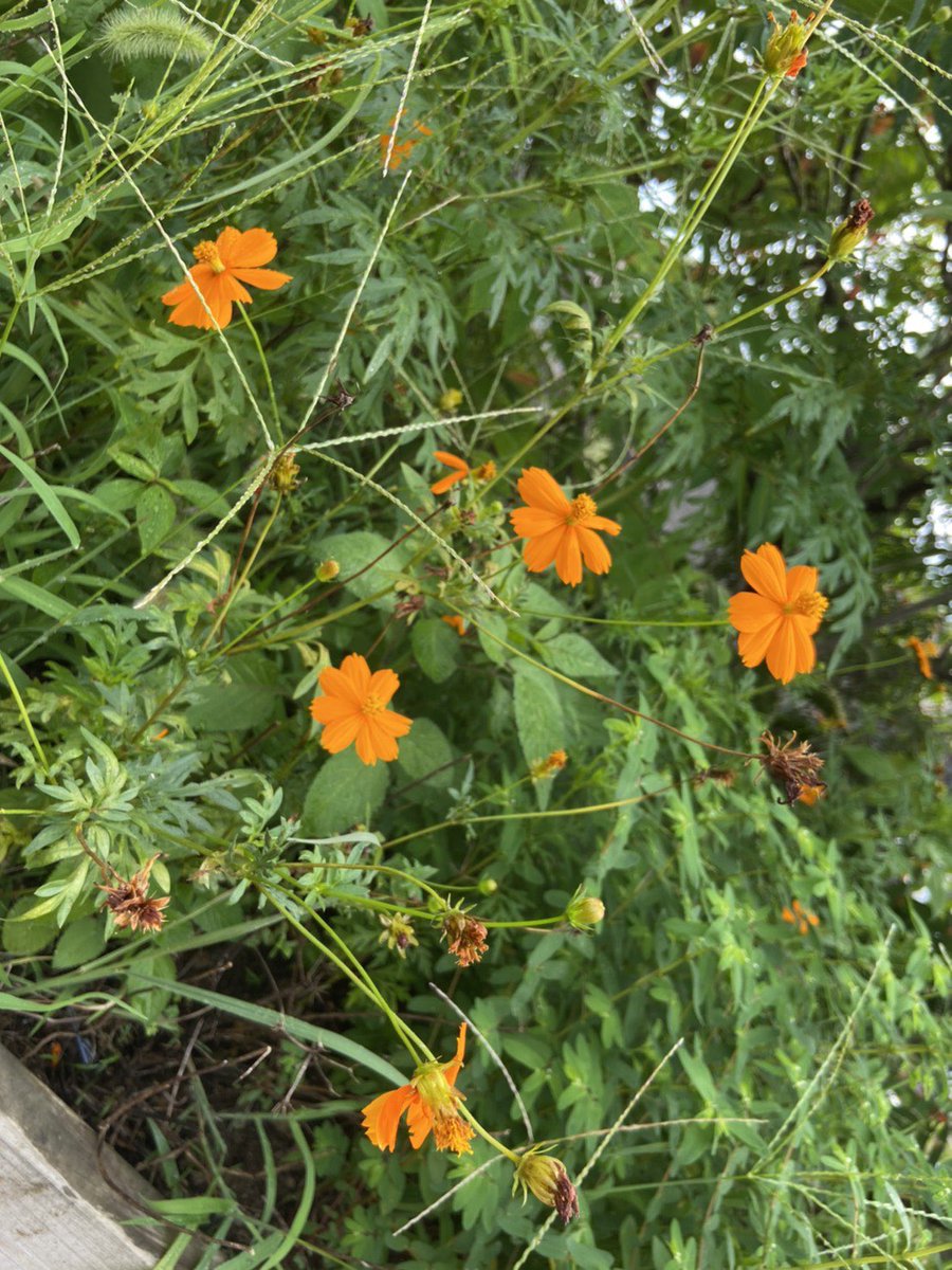 kanadokoro's tweet photo. 【今日のカナドコロ】
こんにちは！
今日も太陽の日差しが強く、夏らしい天気ですね☀️
植物たちが元気に育つよう沢山水やりをしてきました！
皆さんもカナドコロで遊ぶ際は水分補給を忘れずに、気を付けてくださいね🥤

#カナドコロ #新百合ヶ丘 #金程 #広場 #endolab https://t.co/uWzKkLUts4