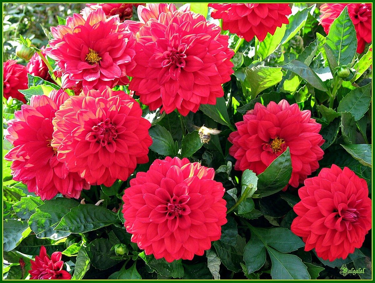 <a href="/emrekaraman2018/">Emre Karaman</a> @_KseniaSmirnova @handsome_pavel @svitatyana @Irina_Ulisova @Nat_Zinovieva @Karimova_Kris @Antipova_Lyuba @Katerina_Ilyina @Markova_Karinka @Kulag_Galina @Valeri_Panova @Lydia_Filatova @Sorina_Irisha @Milana_Khazova @livsnatalia @alinarazumowa @Daria_Ladamina @yasnezhana <a href="/rpskataria/">Ramphal Kataria رامپھل کٹاریا</a> <a href="/k07901271247/">خالد العزاوي</a> <a href="/vikasknirmal/">VIKAS  NIRMAL</a> @odnaizmnogich @zlatinik <a href="/nina__moya/">Нина Лебедева</a> @lana_yagodka @yuliya_rom @lavrov_edick @maraksden @veselowaiana @evelina_yug @vika_flavor <a href="/kathyan72/">Hannah</a> <a href="/pamelllar/">🌹Pamela🌹</a> <a href="/Marcsi51/">Simon Józsefné Marcsi</a> <a href="/komaritski/">Slinkin SV</a> <a href="/veronikasmolkov/">veronika smolkova</a> <a href="/keikalin020460/">keika♒️🤗💓😸</a> <a href="/GogPeterne/">ARANKA PÉTERNÉ GÓG</a> <a href="/shabasarah/">EL'Sãräh</a> <a href="/roseflourish_13/">Rose 🌹 🌹🌹🥀🥀🥀🥀</a> <a href="/dykrh271/">２３５</a> <a href="/PhotoTimeGeo/">Photo Geo 🌎</a> <a href="/MvVeas/">Mary Veas</a> <a href="/AracelisTorre19/">Aracelis Torres</a> <a href="/maype7/">✿⊱ Mayuli Peña R ✿⊱</a> <a href="/lana_liss/">Лана Лисс</a> <a href="/ViviHua71296541/">Vivi Huang</a> <a href="/Lorebl034/">Lorebl03</a> <a href="/sahouraty1/">Sahar Taherتحيا مصر السيسي</a>