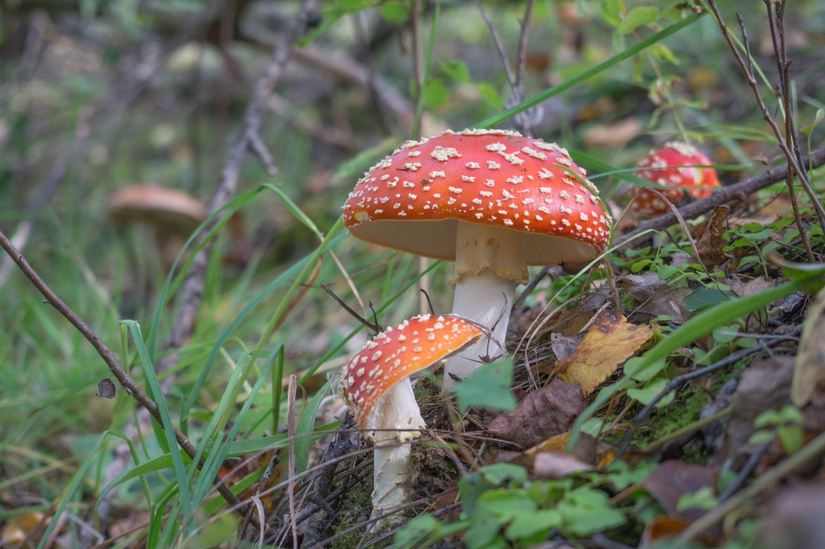 IrelandNpic's tweet photo. ✖️Never ingest a wild mushroom unless you're 100% sure of its identity
✖️Don't rely on the internet for identification 
✔️Be guided by the wise adage "There are old mushroom hunters and there are bold mushroom hunters. But there are no old, bold mushroom hunters"
✔️Be cautious! https://t.co/ubC4wxSbYE