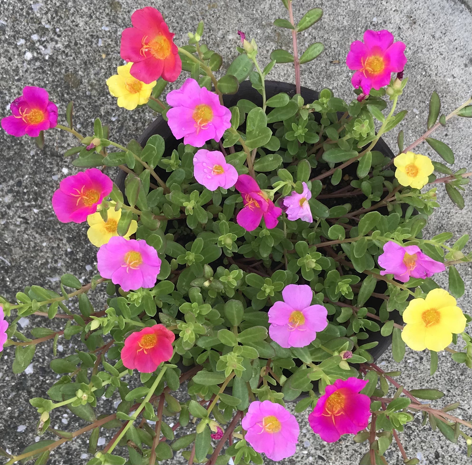 まぁちゃん 母から挿し芽をしたアメリカンブルーを頂きました なので私の挿し芽をしたポーチュラカを差し上げました このシステムいいかもー でも挿し芽が苦手でほとんど成功しない ポーチュラカは最強だから私でもちゃんと出来るー ๑ ᴗ