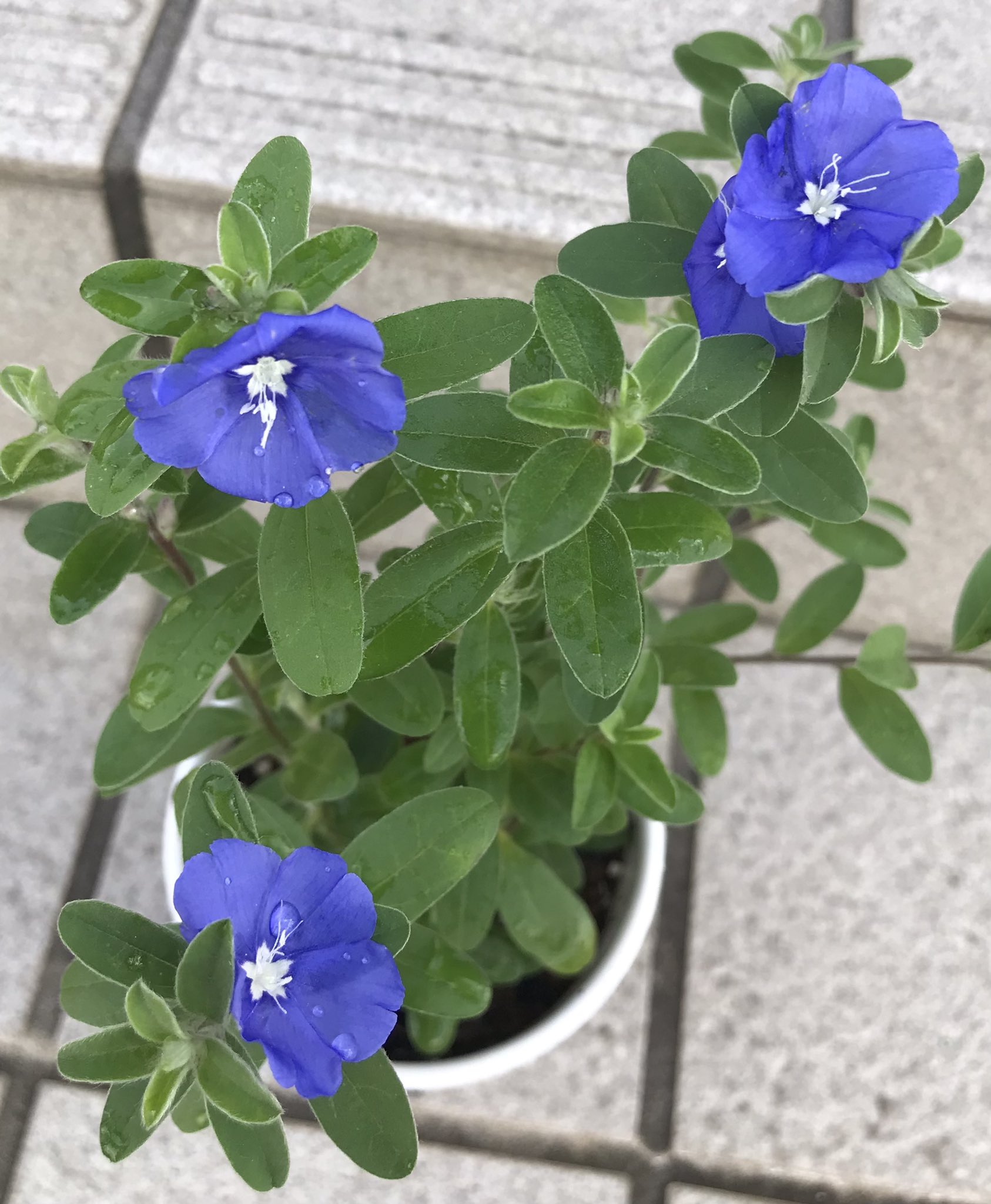 まぁちゃん 母から挿し芽をしたアメリカンブルーを頂きました なので私の挿し芽をしたポーチュラカを差し上げました このシステムいいかもー でも挿し芽が苦手でほとんど成功しない ポーチュラカは最強だから私でもちゃんと出来るー ๑ ᴗ