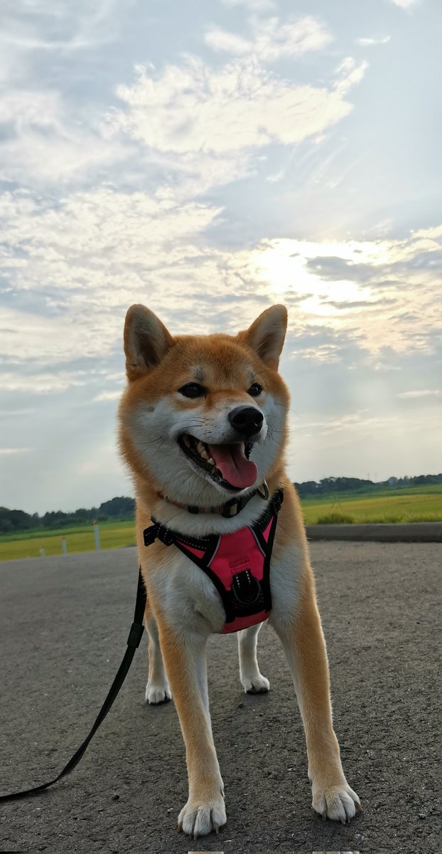 ちび子 エアー水飲み 柴犬 犬との生活 犬のいる生活pic Twitter Com Weicqratfk Cocotbodol ちび子 エアー水飲み 柴犬 犬との生活 犬のいる生活pic Twitter Com Weicqratfk Cocotbodol