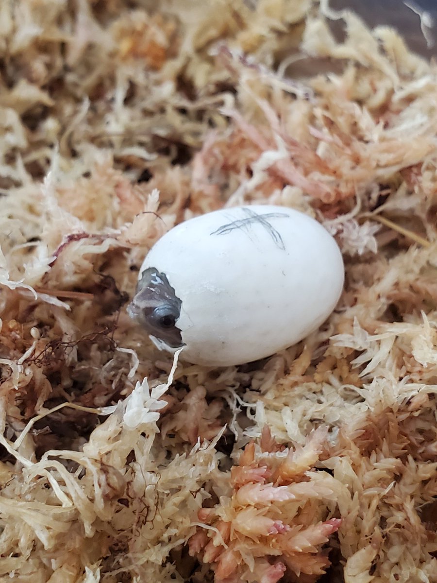 HerpState(ハープステート) tweet media