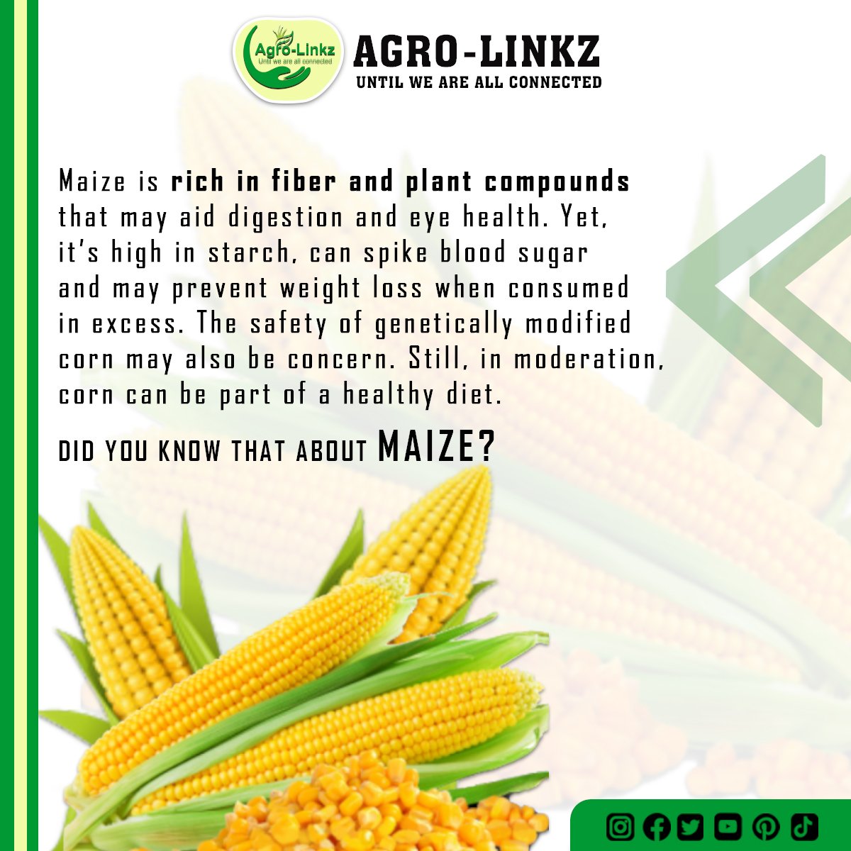 Green_Groove1's tweet photo. Maize is rich in fiber and plant compounds that may aid digestion and eye health.  The safety of genetically modified corn may also be a concern. Still, in moderation, corn can be part of a healthy diet.
#Agro_Linkz
#Agrobranding
#Agriculture
https://t.co/qarIB4nVmj https://t.co/y2P4Hpi04P