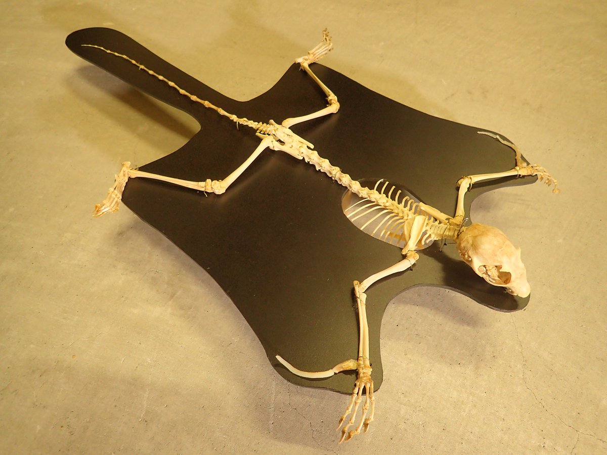 ムササビの頭骨 市立大町山岳博物館 on X: 