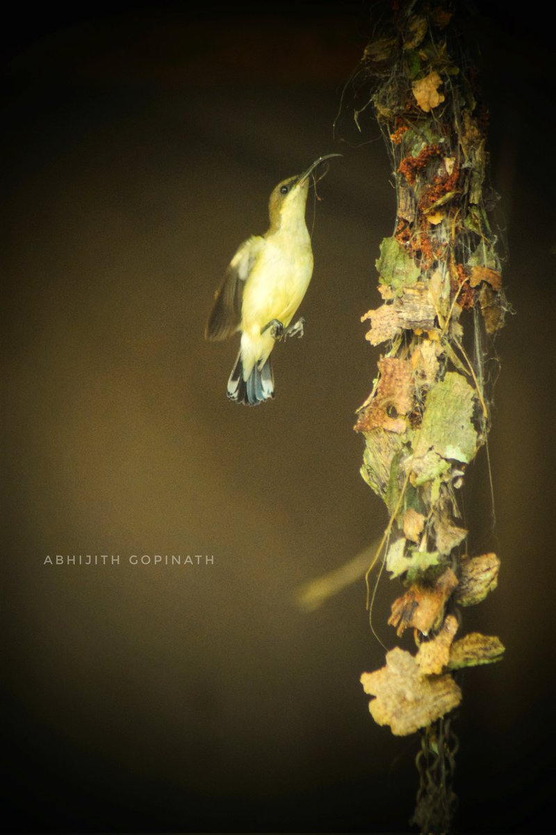 JithAbhi10's tweet photo. #photography #photographylovers #Photos #PhotoOfTheDay #nature #birds #birdphotography #wildlifephotography #wildlife #natgeo #nationalgeographic https://t.co/g2j3xYwuTj