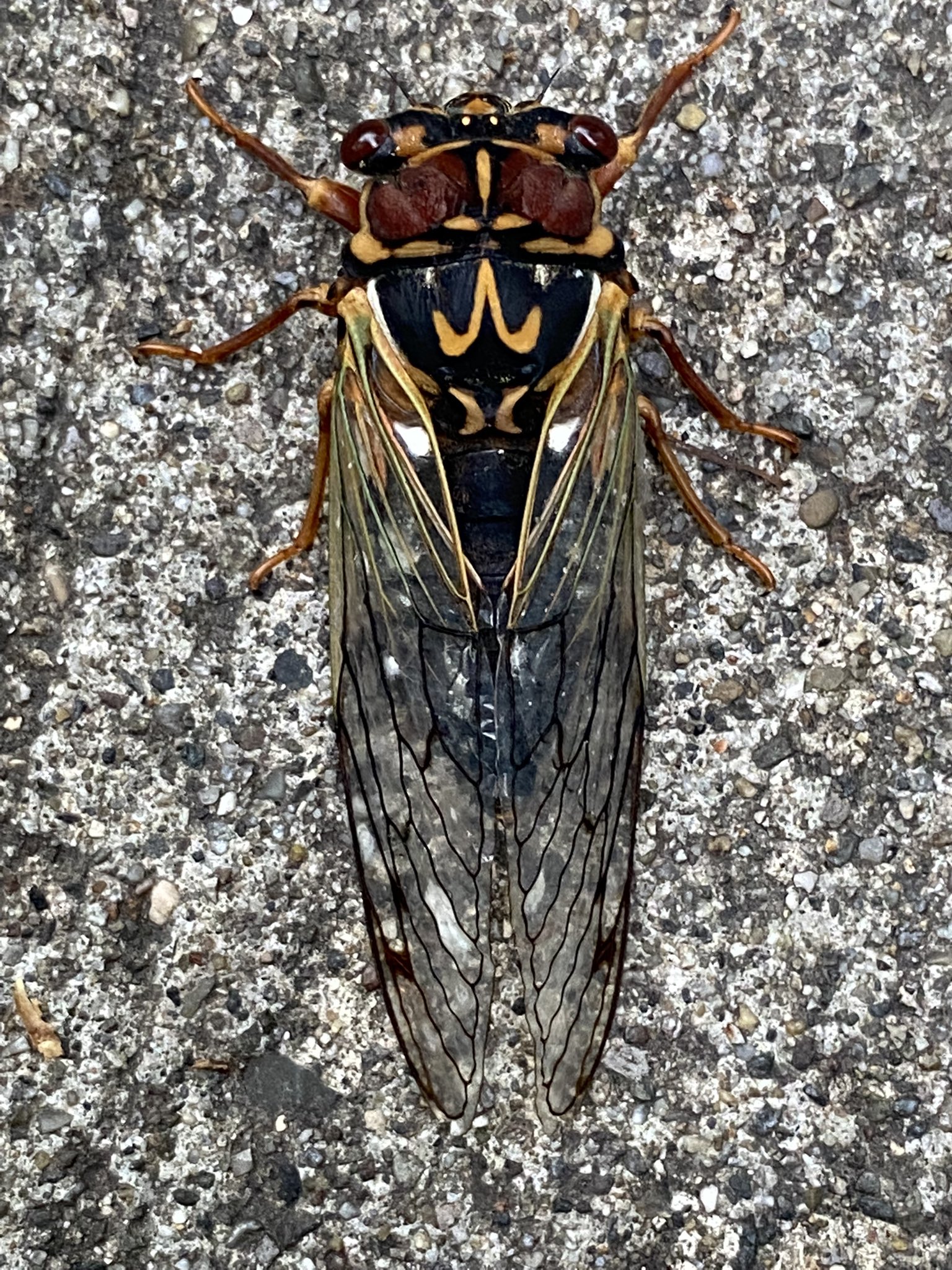戸隠小鳥の森 秦孝之 危なく 踏み潰すところだった エゾゼミ マジマジと観たが結構格好良いねぇ 戸隠 戸隠小鳥の森 小鳥の森 戸隠小鳥の森 森の先住人 セミ 蝉 エゾゼミ T Co Misvynpaij Twitter