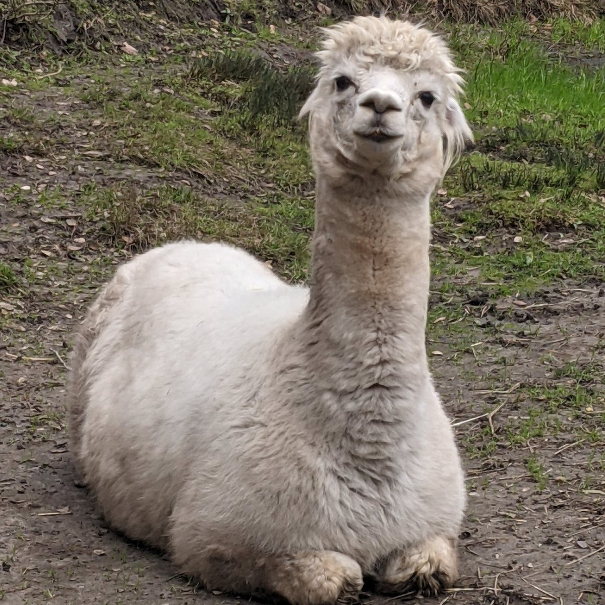 Happy.Valley.Alpacas tweet media