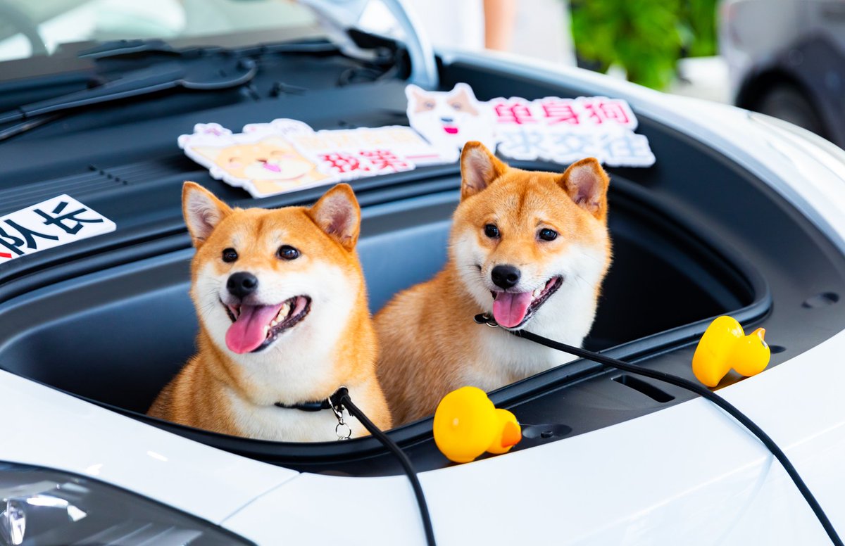 Surprise! Puppy in your front trunk!😍